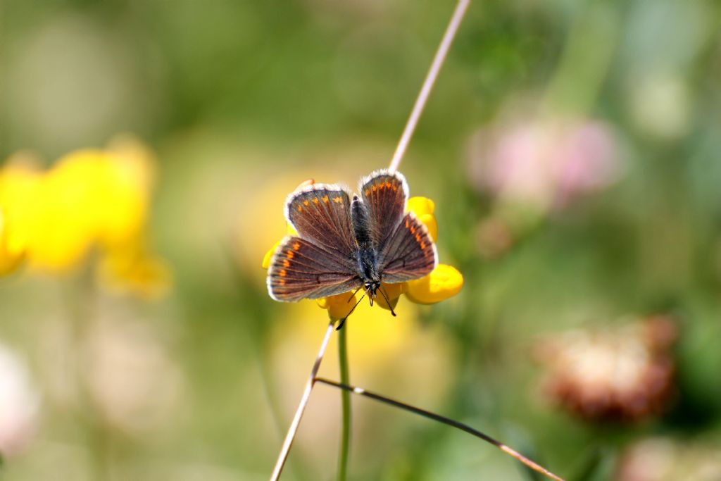 Aricia artaxerxes?